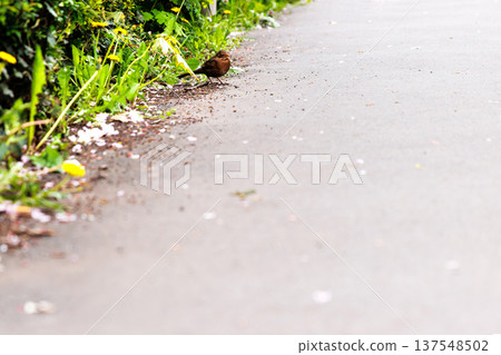 A female common blackbird, turdus merula stands near the grassy edge of a paved path scattered with petals, with large copy space and shallow depth of field. 137548502