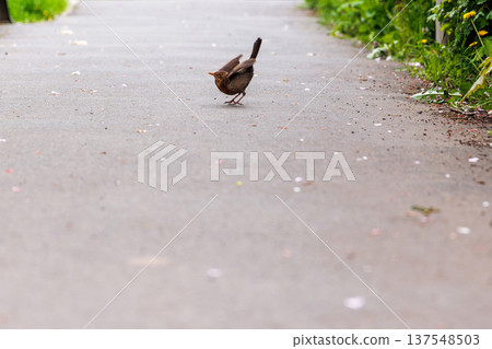 A female common blackbird, turdus merula is taking off from paved path with scattered petals, with blurred greenery and large copy space. Motion blur, shallow depth of field. A female common blackbird, turdus merula is taking off from paved path with scattered petals, with blurred greenery and large copy space. Motion blur, shallow depth of field. 137548503