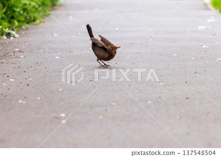 A female common blackbird, turdus merula is taking off from paved path with scattered petals, with blurred greenery and large copy space. Motion blur, shallow depth of field. A female common blackbird, turdus merula is taking off from paved path with scattered petals, with blurred greenery and large copy space. Motion blur, shallow depth of field. 137548504