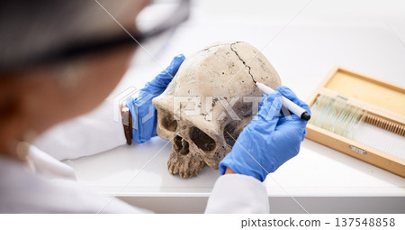 Science, professional and person with skull in hand for analysis or research for medical history in laboratory. Anatomy, human skeleton and dna evidence of bone or head for forensic study or lab test 137548858