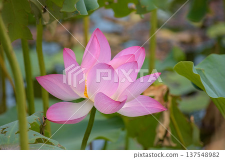 Pink lotus flower blooming in tranquil pond 137548982