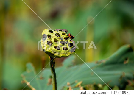 Macro close-up of dried lotus seed pod with bokeh background 137548983