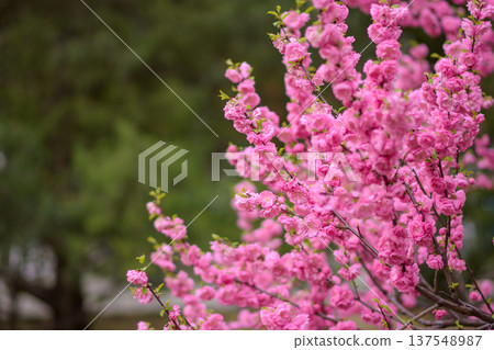 Pink Cherry Blossoms Blooming in Spring Pink Cherry Blossoms Blooming in Spring 137548987