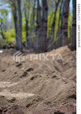 Sandy Dirt Mounds on Forest Floor with Blurred Trees 137548993