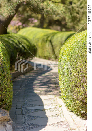 Curving garden path with manicured hedges in sunlight 137548995