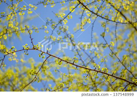 Spring Tree Buds on Branches Against Blue Sky Spring Tree Buds on Branches Against Blue Sky 137548999