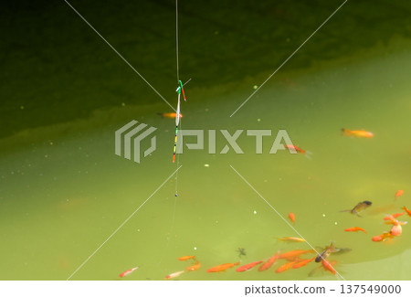 Fishing float above pond with goldfish swimming below 137549000