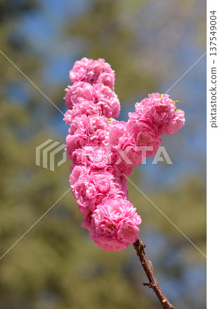 Pink double blossoms on branch with soft bokeh background Pink double blossoms on branch with soft bokeh background 137549004