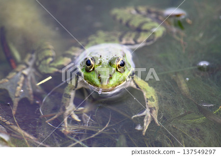 A green frog also known as the common water frog or edible frog in a pond with some foliage 137549297
