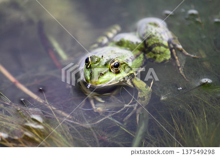 A green frog also known as the common water frog or edible frog in a pond with some foliage A green frog also known as the common water frog or edible frog in a pond with some foliage 137549298