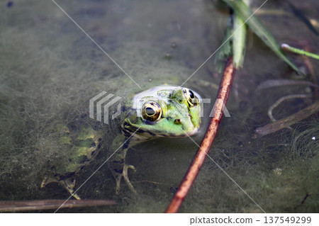 A green frog also known as the common water frog or edible frog in a pond with some foliage A green frog also known as the common water frog or edible frog in a pond with some foliage 137549299