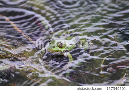 A green frog also known as the common water frog or edible frog in a pond with some foliage A green frog also known as the common water frog or edible frog in a pond with some foliage 137549301