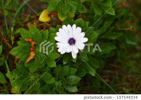Beautiful Flowers Blooming In The Garden, Bodrum Turkey 137549334