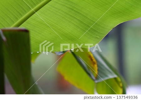 Close up photo 137549336