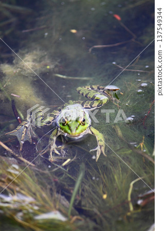 A green frog also known as the common water frog or edible frog in a pond with some foliage A green frog also known as the common water frog or edible frog in a pond with some foliage 137549344
