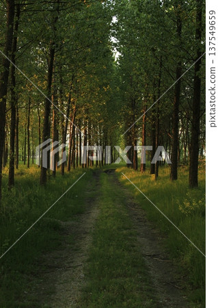 Forest spring landscape - forest trees with grass on the foreground and sunlight shining through the forest trees. Forest spring landscape - forest trees with grass on the foreground and sunlight shining through the forest trees. 137549659