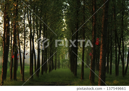 Forest spring landscape - forest trees with grass on the foreground and sunlight shining through the forest trees. Forest spring landscape - forest trees with grass on the foreground and sunlight shining through the forest trees. 137549661