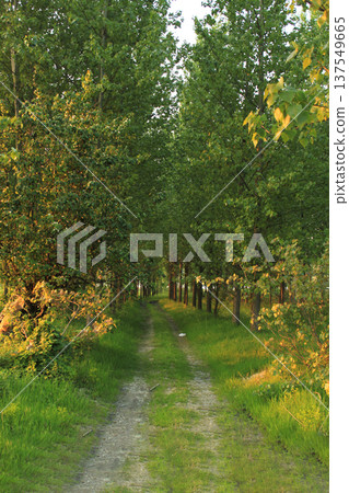 Forest spring landscape - forest trees with grass on the foreground and sunlight shining through the forest trees. Forest spring landscape - forest trees with grass on the foreground and sunlight shining through the forest trees. 137549665