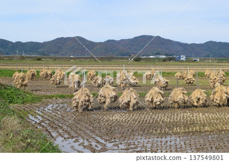 Naturally dried rice ears Sun-dried Naturally dried rice ears Sun-dried 137549801