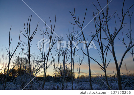 A thicket of trees before dawn on a chilly winter morning 137550296