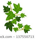 Ivy (Hedera) arrangement watercolor hand-drawn illustration 137550713