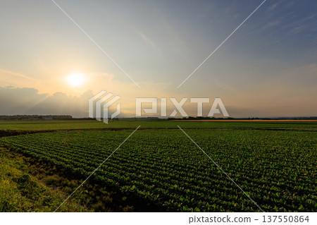 Sunset seen from the field 137550864