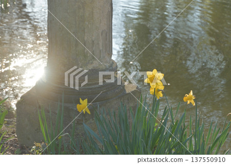 Daffodils and Roman columns blooming by the pond in Parc Monceau, a spring scene in Paris (photographed on March 3, 2026) Daffodils and Roman columns blooming by the pond in Parc Monceau, a spring scene in Paris (photographed on March 3, 2026) 137550910
