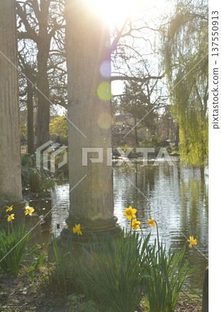 巴黎蒙索公園池塘邊盛開的水仙花和羅馬柱,春日美景(攝於2026年3月3日) 巴黎蒙索公園池塘邊盛開的水仙花和羅馬柱,春日美景(攝於2026年3月3日) 137550913