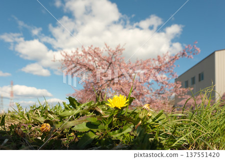 A single dandelion blooming in the field 137551420