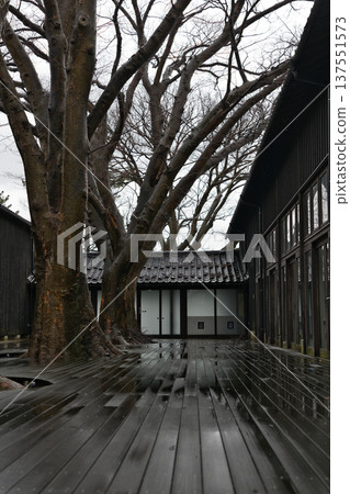 Sankyo Soko and Zelkova trees in the rain (Sakata City) Sankyo Soko and Zelkova trees in the rain (Sakata City) 137551573