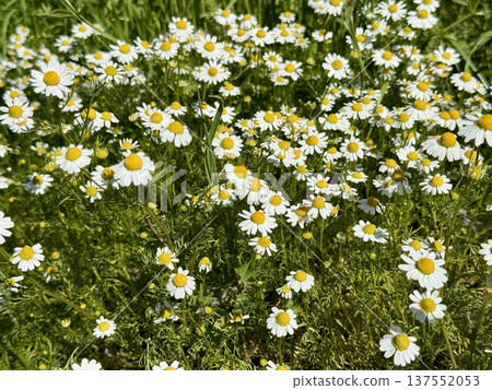 Field of chamomile flowers in bloom. Chamomiles decorate the landscapes of many countries with their bright yellow colors. 137552053