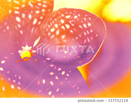 Abstract digital art of a vibrant purple and orange orchid with spotted petals. Modern grainy botanical composition perfect for wellness, luxury branding, and creative interior decor. Abstract digital art of a vibrant purple and orange orchid with spotted petals. Modern grainy botanical composition perfect for wellness, luxury branding, and creative interior decor. 137552119