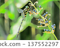 A male giant dragonfly resting on the fruit of a wild ginger plant 137552297