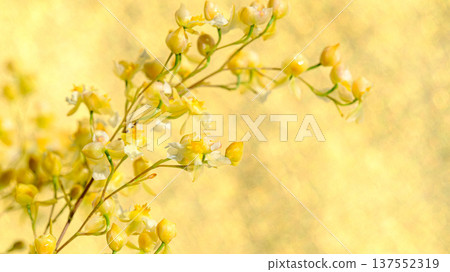 Oncidium Twinkle flower 137552319