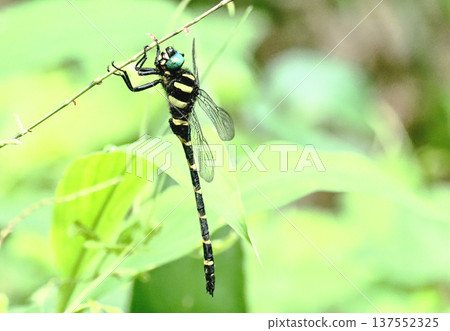 Oniyama (male) perching on Mizuki 137552325
