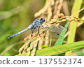 Orthetrum albisum (male) perching on rice ears 137552374