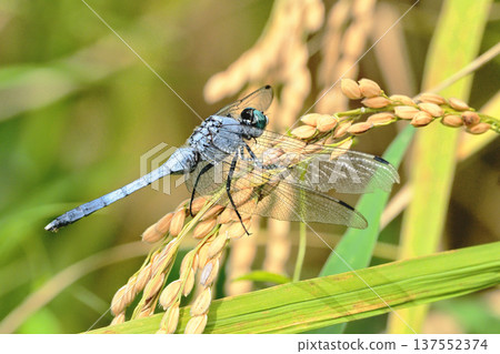 Orthetrum albisum(雄性)棲息在稻穗上 Orthetrum albisum(雄性)棲息在稻穗上 137552374