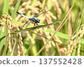 Orthetrum albisum (male) perching on rice ears 137552428