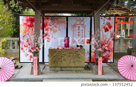 Japanese umbrellas and a flower water basin displayed in the shrine grounds Japanese umbrellas and a flower water basin displayed in the shrine grounds 137552452