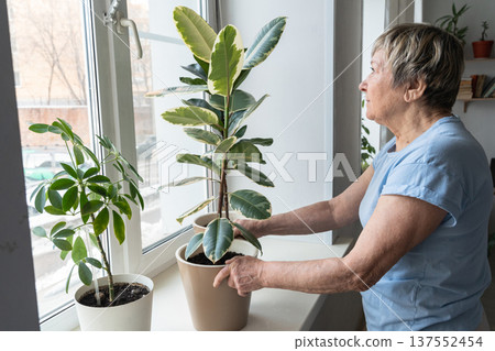 Senior woman enjoying indoor gardening as a relaxing hobby, caring for green potted plants at home on a bright window sill. A truly authentic moment. Indoor gardening, plant care, green lifestyle Senior woman enjoying indoor gardening as a relaxing hobby, caring for green potted plants at home on a bright window sill. A truly authentic moment. Indoor gardening, plant care, green lifestyle 137552454