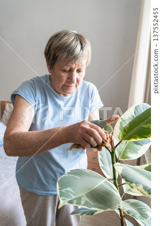 Senior woman carefully wiping dust from variegated rubber plant leaves, enjoying home care and a tranquil domestic activity. A truly authentic moment. Indoor gardening, plant care, green lifestyle Senior woman carefully wiping dust from variegated rubber plant leaves, enjoying home care and a tranquil domestic activity. A truly authentic moment. Indoor gardening, plant care, green lifestyle 137552455