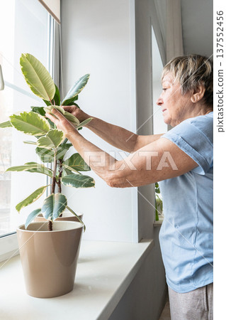 Senior woman carefully wiping dust from variegated rubber plant leaves, enjoying home care and a tranquil domestic activity. A truly authentic moment. Indoor gardening, plant care, green lifestyle 137552456
