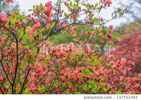 春日花園裡盛開著鮮紅的杜鵑花。 137552483