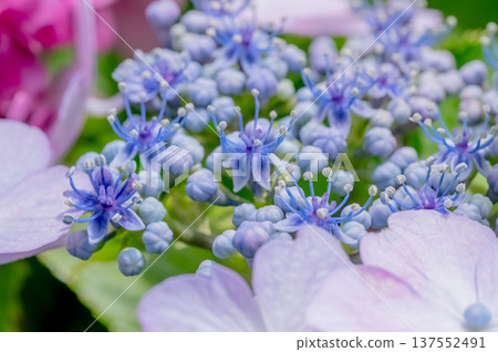 Hydrangeas delight in the early summer sunshine Hydrangeas delight in the early summer sunshine 137552491