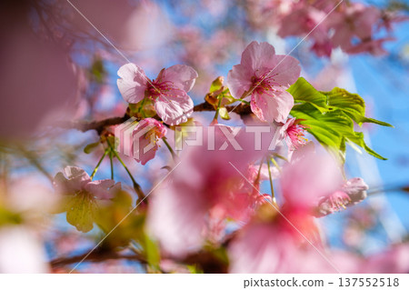 Kawazu cherry tree and blue sky 137552518