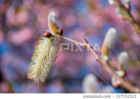 pussy willow and cherry blossoms 137552521