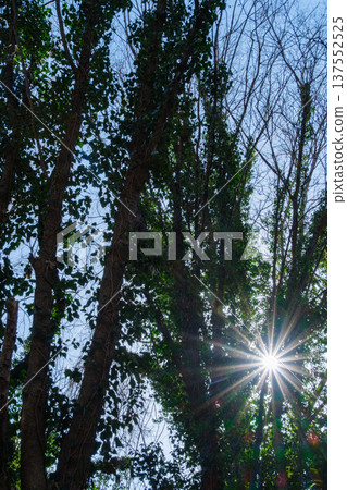 Shining Winter Trees 137552525