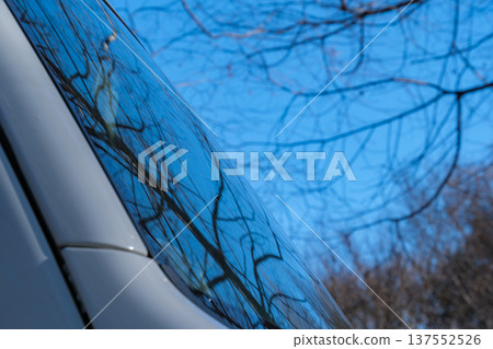 reflected trees 137552526