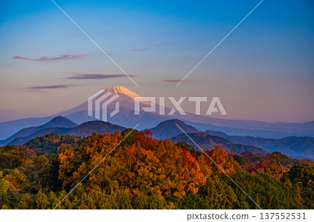 (Shizuoka Prefecture) Mount Fuji from Mount Katsuragi in late autumn 137552531