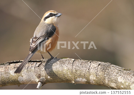 Male Shrike Male Shrike 137552555